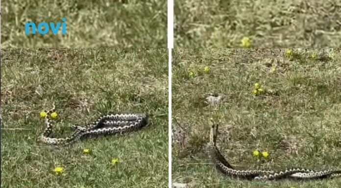 Pastir iz Hercegovine snimio “ples” poskoka na livadi, komentar sa snimka će vas nasmijati Pastir iz Hercegovine snimio “ples” poskoka na livadi, komentar sa snimka će vas nasmijati