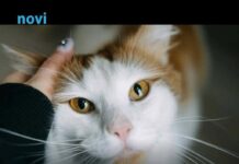 Pet dokaza da te tvoja mačka zaista voli: Broj 1 će otopiti i najtvrđe srce Pet dokaza da te tvoja mačka zaista voli: Broj 1 će otopiti i najtvrđe srce