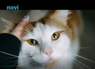 Pet dokaza da te tvoja mačka zaista voli: Broj 1 će otopiti i najtvrđe srce Pet dokaza da te tvoja mačka zaista voli: Broj 1 će otopiti i najtvrđe srce