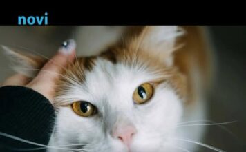 Pet dokaza da te tvoja mačka zaista voli: Broj 1 će otopiti i najtvrđe srce Pet dokaza da te tvoja mačka zaista voli: Broj 1 će otopiti i najtvrđe srce