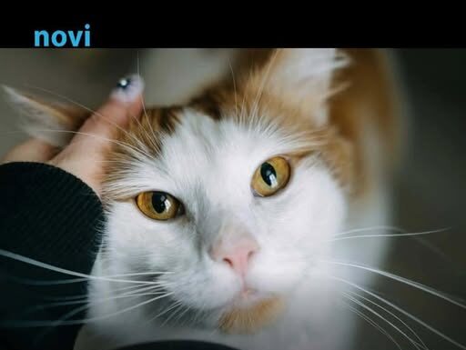 Pet dokaza da te tvoja mačka zaista voli: Broj 1 će otopiti i najtvrđe srce Pet dokaza da te tvoja mačka zaista voli: Broj 1 će otopiti i najtvrđe srce