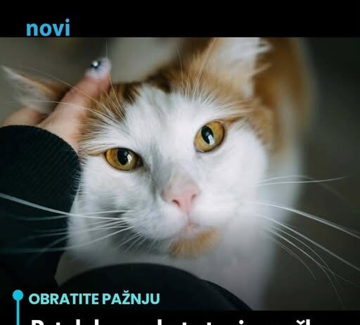 Pet dokaza da te tvoja mačka zaista voli: Broj 1 će otopiti i najtvrđe srce Pet dokaza da te tvoja mačka zaista voli: Broj 1 će otopiti i najtvrđe srce