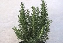 Pijte čaj od ruzmarina na prazan želudac i više nećete patiti od… Pijte čaj od ruzmarina na prazan želudac i više nećete patiti od…