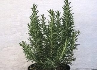 Pijte čaj od ruzmarina na prazan želudac i više nećete patiti od… Pijte čaj od ruzmarina na prazan želudac i više nećete patiti od…