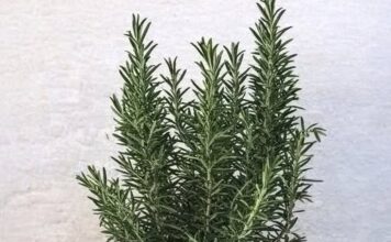 Pijte čaj od ruzmarina na prazan želudac i više nećete patiti od… Pijte čaj od ruzmarina na prazan želudac i više nećete patiti od…