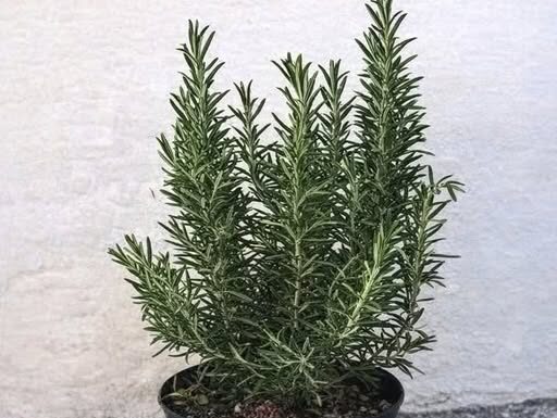 Pijte čaj od ruzmarina na prazan želudac i više nećete patiti od… Pijte čaj od ruzmarina na prazan želudac i više nećete patiti od…