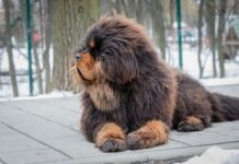 Porodica udomila malo štene koje je krenulo da se čudno ponaša i hoda na dve noge: Nisu znali šta ih je snašlo kad su shvatili šta zapravo odgajaju Porodica udomila malo štene koje je krenulo da se čudno ponaša i hoda na dve noge: Nisu znali šta ih je snašlo kad su shvatili šta zapravo odgajaju