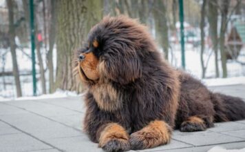 Porodica udomila malo štene koje je krenulo da se čudno ponaša i hoda na dve noge: Nisu znali šta ih je snašlo kad su shvatili šta zapravo odgajaju Porodica udomila malo štene koje je krenulo da se čudno ponaša i hoda na dve noge: Nisu znali šta ih je snašlo kad su shvatili šta zapravo odgajaju