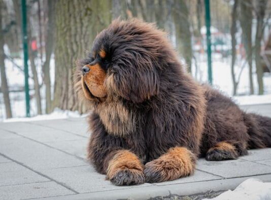 Porodica udomila malo štene koje je krenulo da se čudno ponaša i hoda na dve noge: Nisu znali šta ih je snašlo kad su shvatili šta zapravo odgajaju Porodica udomila malo štene koje je krenulo da se čudno ponaša i hoda na dve noge: Nisu znali šta ih je snašlo kad su shvatili šta zapravo odgajaju