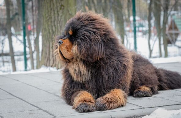 Porodica udomila malo štene koje je krenulo da se čudno ponaša i hoda na dve noge: Nisu znali šta ih je snašlo kad su shvatili šta zapravo odgajaju Porodica udomila malo štene koje je krenulo da se čudno ponaša i hoda na dve noge: Nisu znali šta ih je snašlo kad su shvatili šta zapravo odgajaju