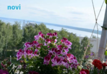 Posadi ovo pored pelargonija: Imat ćeš slapove cvijeća tokom cijelog ljeta Posadi ovo pored pelargonija: Imat ćeš slapove cvijeća tokom cijelog ljeta