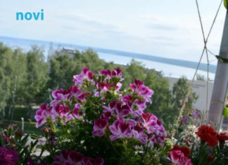 Posadi ovo pored pelargonija: Imat ćeš slapove cvijeća tokom cijelog ljeta Posadi ovo pored pelargonija: Imat ćeš slapove cvijeća tokom cijelog ljeta