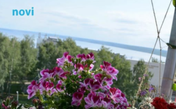 Posadi ovo pored pelargonija: Imat ćeš slapove cvijeća tokom cijelog ljeta Posadi ovo pored pelargonija: Imat ćeš slapove cvijeća tokom cijelog ljeta