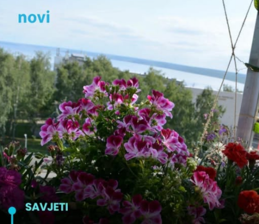 Posadi ovo pored pelargonija: Imat ćeš slapove cvijeća tokom cijelog ljeta Posadi ovo pored pelargonija: Imat ćeš slapove cvijeća tokom cijelog ljeta