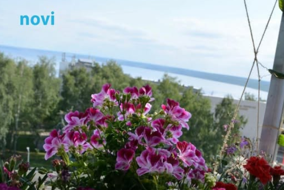 Posadi ovo pored pelargonija: Imat ćeš slapove cvijeća tokom cijelog ljeta Posadi ovo pored pelargonija: Imat ćeš slapove cvijeća tokom cijelog ljeta