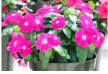 Prelivaće iz saksije do oktobra: Da bi vam VINKA bila najveći ponos dvorišta ili terase, ovo je sve što treba da znate Prelivaće iz saksije do oktobra: Da bi vam VINKA bila najveći ponos dvorišta ili terase, ovo je sve što treba da znate