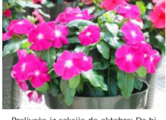 Prelivaće iz saksije do oktobra: Da bi vam VINKA bila najveći ponos dvorišta ili terase, ovo je sve što treba da znate Prelivaće iz saksije do oktobra: Da bi vam VINKA bila najveći ponos dvorišta ili terase, ovo je sve što treba da znate