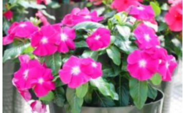 Prelivaće iz saksije do oktobra: Da bi vam VINKA bila najveći ponos dvorišta ili terase, ovo je sve što treba da znate Prelivaće iz saksije do oktobra: Da bi vam VINKA bila najveći ponos dvorišta ili terase, ovo je sve što treba da znate