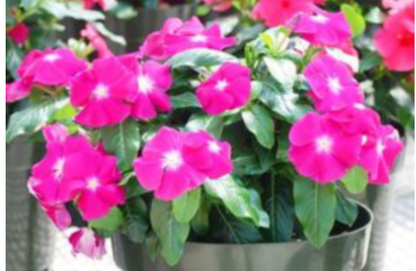 Prelivaće iz saksije do oktobra: Da bi vam VINKA bila najveći ponos dvorišta ili terase, ovo je sve što treba da znate Prelivaće iz saksije do oktobra: Da bi vam VINKA bila najveći ponos dvorišta ili terase, ovo je sve što treba da znate