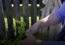 Prije 6. maja obavezno unesite ovu biljku u kuću: Tjera baksuz i privlači novac Prije 6. maja obavezno unesite ovu biljku u kuću: Tjera baksuz i privlači novac