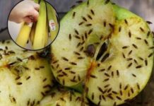 PROFESIONALAC OTKRIO KAKO DA SE RIJEŠITIE DOSADNIH MUHA: Godinu dana ih već nema u kući, a trik je nikad LAKŠI i JEFTINIJI PROFESIONALAC OTKRIO KAKO DA SE RIJEŠITIE DOSADNIH MUHA: Godinu dana ih već nema u kući, a trik je nikad LAKŠI i JEFTINIJI