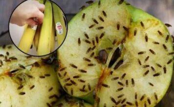 PROFESIONALAC OTKRIO KAKO DA SE RIJEŠITIE DOSADNIH MUHA: Godinu dana ih već nema u kući, a trik je nikad LAKŠI i JEFTINIJI PROFESIONALAC OTKRIO KAKO DA SE RIJEŠITIE DOSADNIH MUHA: Godinu dana ih već nema u kući, a trik je nikad LAKŠI i JEFTINIJI