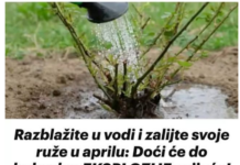 Razblažite u vodi i zalijte svoje ruže u aprilu: Doći će do bukvalne EKSPLOZIJE cvijeća! Razblažite u vodi i zalijte svoje ruže u aprilu: Doći će do bukvalne EKSPLOZIJE cvijeća!