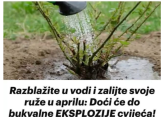 Razblažite u vodi i zalijte svoje ruže u aprilu: Doći će do bukvalne EKSPLOZIJE cvijeća! Razblažite u vodi i zalijte svoje ruže u aprilu: Doći će do bukvalne EKSPLOZIJE cvijeća!