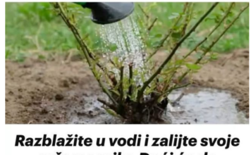 Razblažite u vodi i zalijte svoje ruže u aprilu: Doći će do bukvalne EKSPLOZIJE cvijeća! Razblažite u vodi i zalijte svoje ruže u aprilu: Doći će do bukvalne EKSPLOZIJE cvijeća!