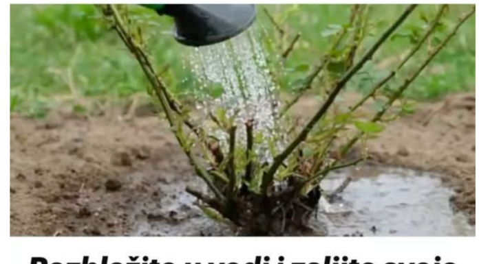 Razblažite u vodi i zalijte svoje ruže u aprilu: Doći će do bukvalne EKSPLOZIJE cvijeća! Razblažite u vodi i zalijte svoje ruže u aprilu: Doći će do bukvalne EKSPLOZIJE cvijeća!