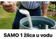 SAMO 1 žlica u vodu i sve biljke rastu dvostruko brže SAMO 1 žlica u vodu i sve biljke rastu dvostruko brže