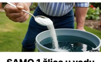 SAMO 1 žlica u vodu i sve biljke rastu dvostruko brže SAMO 1 žlica u vodu i sve biljke rastu dvostruko brže