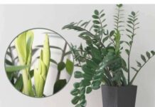 Samo 3 supene kašike i zamiokulkas će dati PUNO novih listova! Samo 3 supene kašike i zamiokulkas će dati PUNO novih listova!