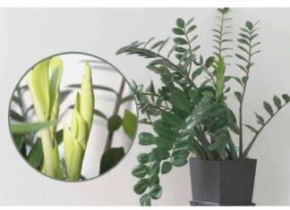 Samo 3 supene kašike i zamiokulkas će dati PUNO novih listova! Samo 3 supene kašike i zamiokulkas će dati PUNO novih listova!