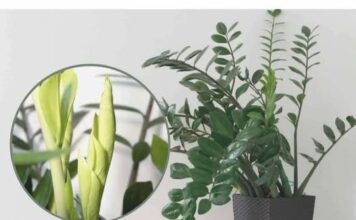 Samo 3 supene kašike i zamiokulkas će dati PUNO novih listova! Samo 3 supene kašike i zamiokulkas će dati PUNO novih listova!