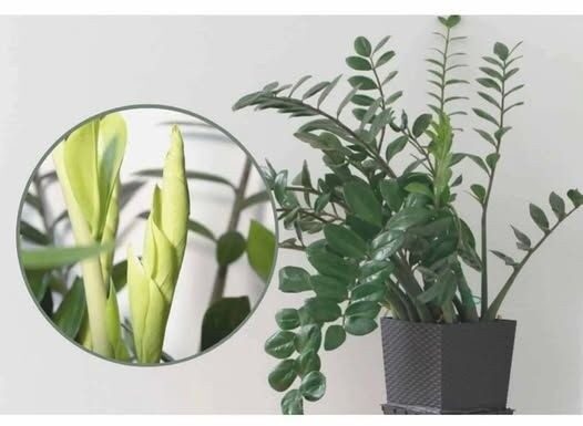 Samo 3 supene kašike i zamiokulkas će dati PUNO novih listova! Samo 3 supene kašike i zamiokulkas će dati PUNO novih listova!