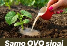 Samo OVO sipaj na krastavce! Stari vrtni trik Samo OVO sipaj na krastavce! Stari vrtni trik