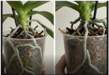 Samo voda nije dovoljna: Dodajte ovo u saksiju i orhideje će bujati kao lude… Samo voda nije dovoljna: Dodajte ovo u saksiju i orhideje će bujati kao lude…