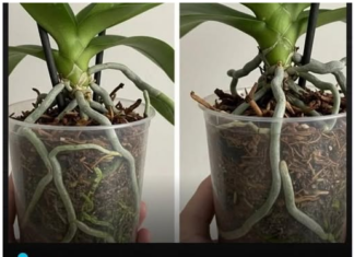 Samo voda nije dovoljna: Dodajte ovo u saksiju i orhideje će bujati kao lude… Samo voda nije dovoljna: Dodajte ovo u saksiju i orhideje će bujati kao lude…