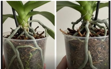 Samo voda nije dovoljna: Dodajte ovo u saksiju i orhideje će bujati kao lude… Samo voda nije dovoljna: Dodajte ovo u saksiju i orhideje će bujati kao lude…