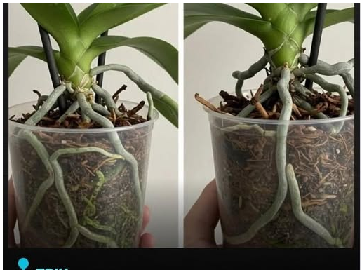 Samo voda nije dovoljna: Dodajte ovo u saksiju i orhideje će bujati kao lude… Samo voda nije dovoljna: Dodajte ovo u saksiju i orhideje će bujati kao lude…