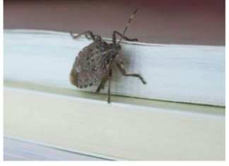 Smrdibube ne podnose miris jedne biljke: Nabavite je i više ih nećete vidjeti, BJEŽAĆE KA0 LUDE Smrdibube ne podnose miris jedne biljke: Nabavite je i više ih nećete vidjeti, BJEŽAĆE KA0 LUDE