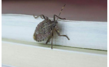 Smrdibube ne podnose miris jedne biljke: Nabavite je i više ih nećete vidjeti, BJEŽAĆE KA0 LUDE Smrdibube ne podnose miris jedne biljke: Nabavite je i više ih nećete vidjeti, BJEŽAĆE KA0 LUDE