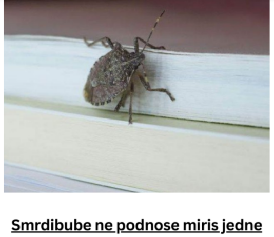 Smrdibube ne podnose miris jedne biljke: Nabavite je i više ih nećete vidjeti, BJEŽAĆE KA0 LUDE Smrdibube ne podnose miris jedne biljke: Nabavite je i više ih nećete vidjeti, BJEŽAĆE KA0 LUDE