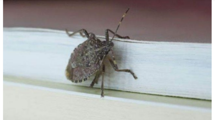 Smrdibube ne podnose miris jedne biljke: Nabavite je i više ih nećete vidjeti, BJEŽAĆE KA0 LUDE Smrdibube ne podnose miris jedne biljke: Nabavite je i više ih nećete vidjeti, BJEŽAĆE KA0 LUDE