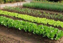 SODA BIKARBONA UMESTO PESTICIDA: Zaštitite voće i povrće od propadanja na ovaj način SODA BIKARBONA UMESTO PESTICIDA: Zaštitite voće i povrće od propadanja na ovaj način