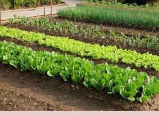 SODA BIKARBONA UMESTO PESTICIDA: Zaštitite voće i povrće od propadanja na ovaj način SODA BIKARBONA UMESTO PESTICIDA: Zaštitite voće i povrće od propadanja na ovaj način