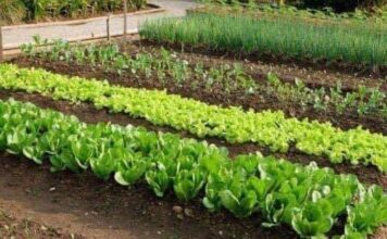 SODA BIKARBONA UMESTO PESTICIDA: Zaštitite voće i povrće od propadanja na ovaj način SODA BIKARBONA UMESTO PESTICIDA: Zaštitite voće i povrće od propadanja na ovaj način