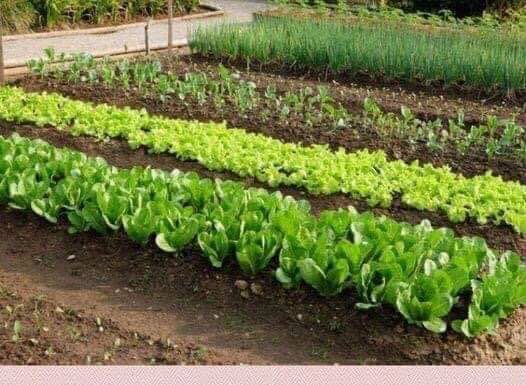 SODA BIKARBONA UMESTO PESTICIDA: Zaštitite voće i povrće od propadanja na ovaj način SODA BIKARBONA UMESTO PESTICIDA: Zaštitite voće i povrće od propadanja na ovaj način