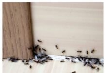 Spriječite im ulazak u dom: Mravi mrze miris ovog predmeta Spriječite im ulazak u dom: Mravi mrze miris ovog predmeta